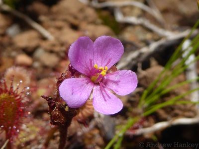 Drosera collinsiae, photographed by Andrew Hankey