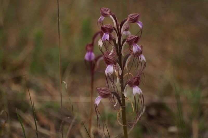 Himantoglossum comperianum, photographed by Sergey Cherkasov