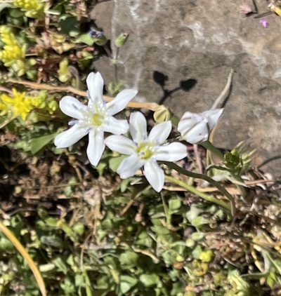 Triteleia lilacina, photographed by Barbara Banfield