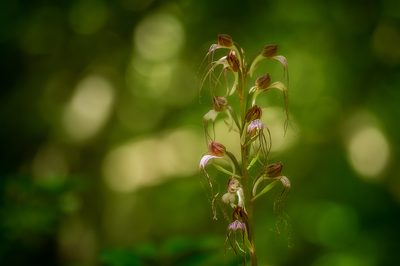 Himantoglossum comperianum, photographed by Sergey Cherkasov