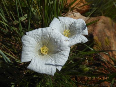Monsonia biflora, photographed by Andrew Hankey