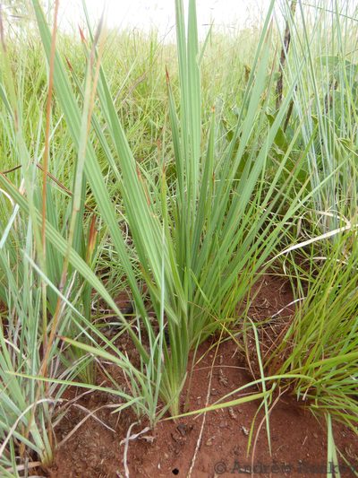 Babiana bainesii, photographed by Andrew Hankey