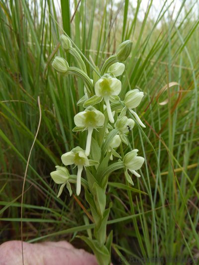 Habenaria epipactidea, photographed by Andrew Hankey