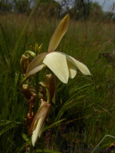 Eulophia ovalis, photographed by Andrew Hankey