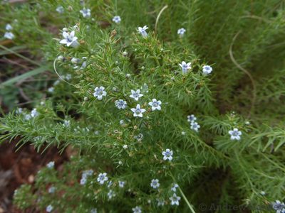 Wahlenbergia lycopodioides, photographed by Andrew Hankey