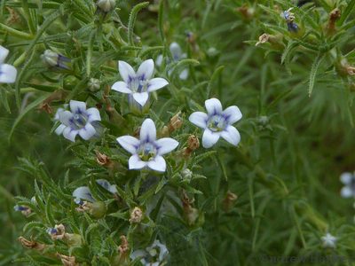Wahlenbergia lycopodioides, photographed by Andrew Hankey