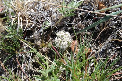 Cymopterus glomeratus, photographed by Tait Sougstad