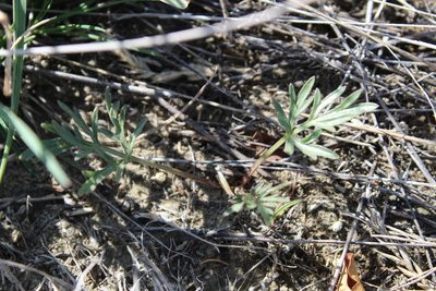 Cymopterus glomeratus, photographed by Tait Sougstad