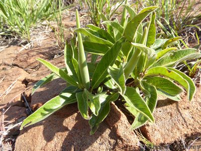 Raphionacme galpinii, photographed by Andrew Hankey
