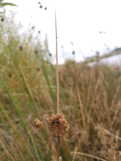 Juncus procerus, photographed by Inao Vasquez