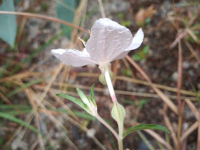 Oenothera tetraptera, photographed by Rodolfo Salinas Villarreal