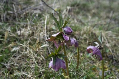 Helleborus purpurascens, photographed by Conrad Altmann