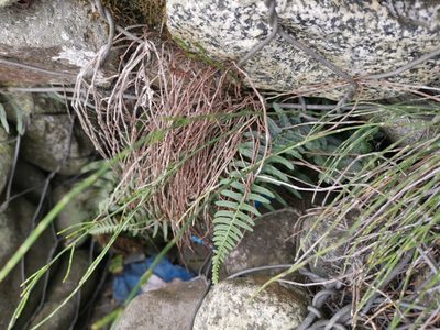 Blechnum hastatum, photographed by Inao Vasquez