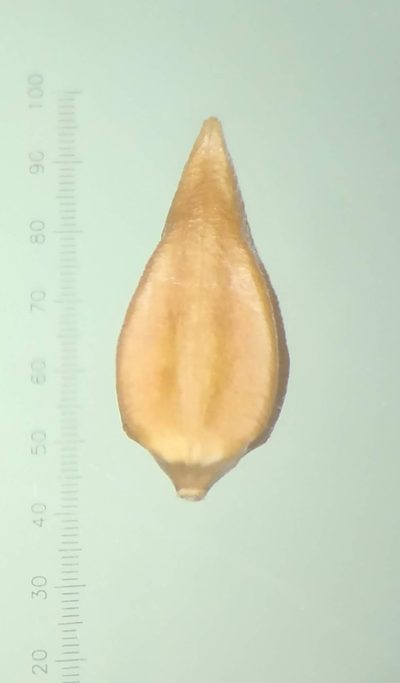 Lepidagathis keralensis, photographed by S.MORE