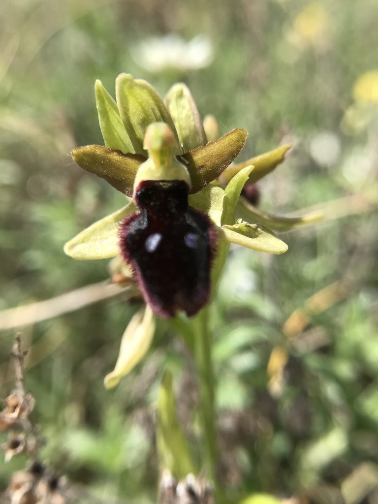 Ophrys flavicans, photographed by Terry Instone