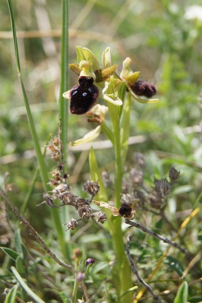 Ophrys flavicans, photographed by Terry Instone