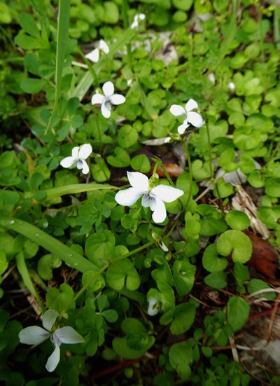Viola lyallii, photographed by Peter de Lange
