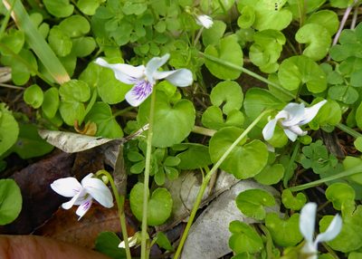Viola lyallii, photographed by Peter de Lange