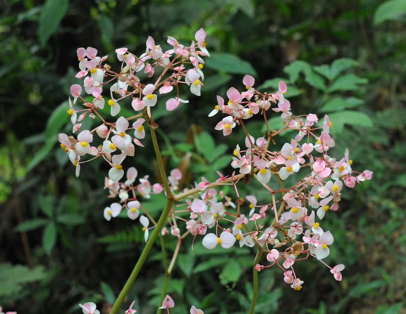 Begonia urophylla, photographed by Todd Boland