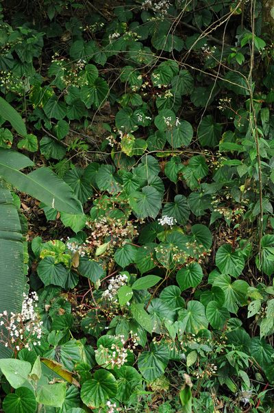 Begonia urophylla, photographed by Todd Boland
