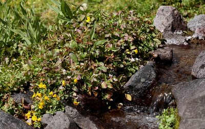 Claytonia nevadensis, photographed by Steve Matson
