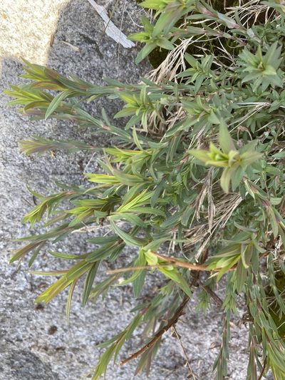 Hypericum radfordiorum, photographed by Carol Ann McCormick