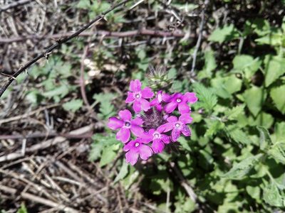 Verbena polyantha, photographed by Luc Wyn