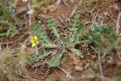 Hyoseris scabra, photographed by Olivier Argagnon