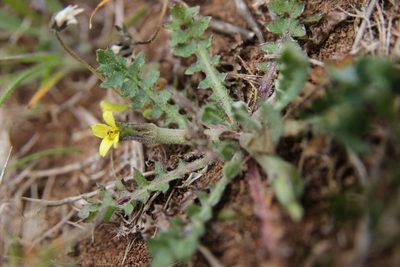 Hyoseris scabra, photographed by Olivier Argagnon