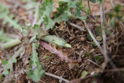 Hyoseris scabra, photographed by Olivier Argagnon