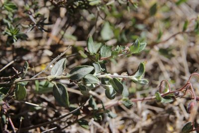 Helianthemum marifolium, photographed by Olivier Argagnon