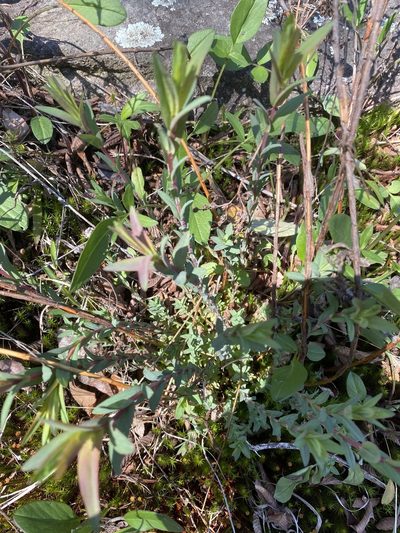 Hypericum radfordiorum, photographed by Carol Ann McCormick