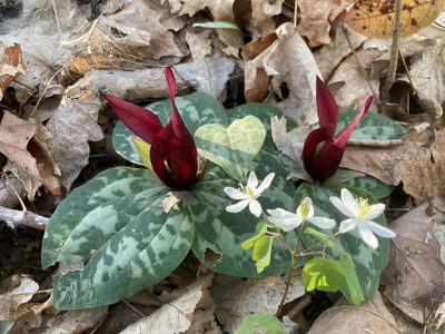 Trillium decumbens, photographed by Hill Craddock