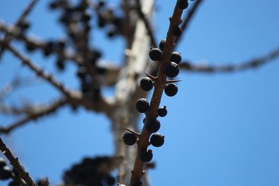 Randia obcordata, photographed by Daniela Gámez