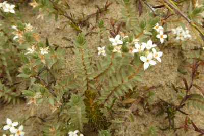 Pimelea lyallii, photographed by Cara-Lisa Schloots