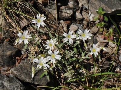 Cerastium candidissimum, photographed by Todd Boland