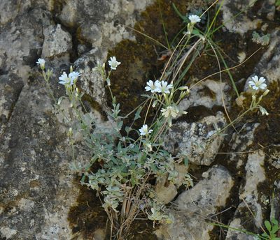 Cerastium candidissimum, photographed by Todd Boland