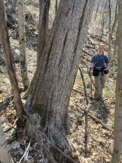 Cotinus obovatus, photographed by Hill Craddock