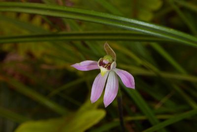 Caladenia variegata, photographed by Cara-Lisa Schloots