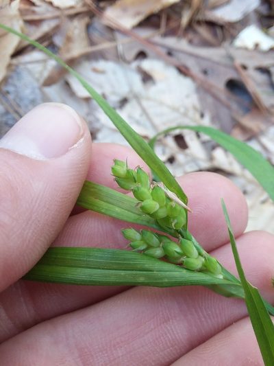 Carex flaccosperma, photographed by Will McFarland