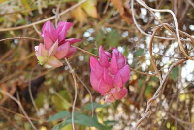 Ipomoea bracteata, photographed by Viacheslav Shalisko