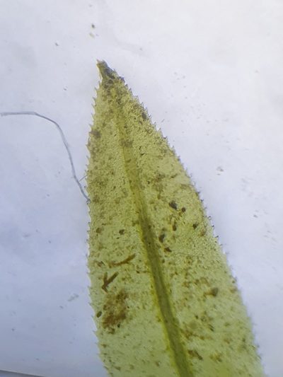 Timmia megapolitana, photographed by Jonathan Hughes
