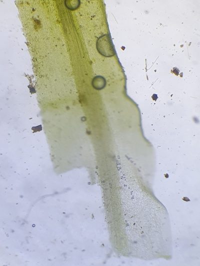 Timmia megapolitana, photographed by Jonathan Hughes