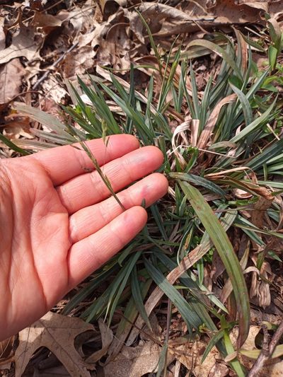 Poa cuspidata, photographed by Anna Hess