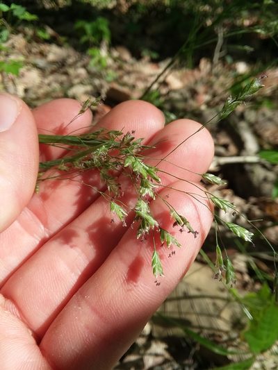 Poa autumnalis, photographed by Will McFarland