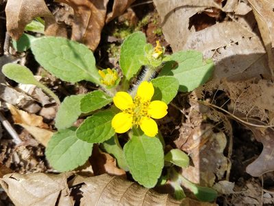 Chrysogonum repens, photographed by Leila Dasher