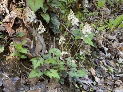Tiarella wherryi, photographed by Brian Finzel