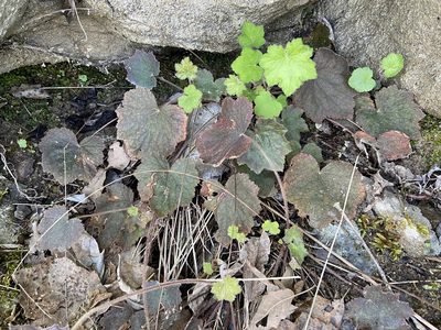 Heuchera villosa, photographed by Brian Finzel