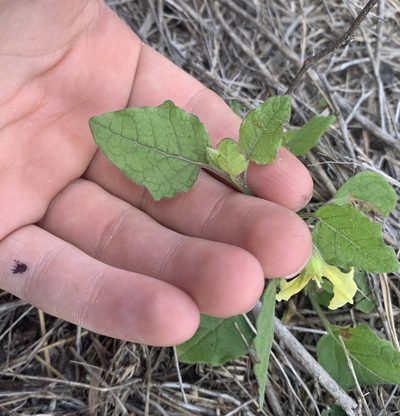 Physalis arenicola, photographed by natalie