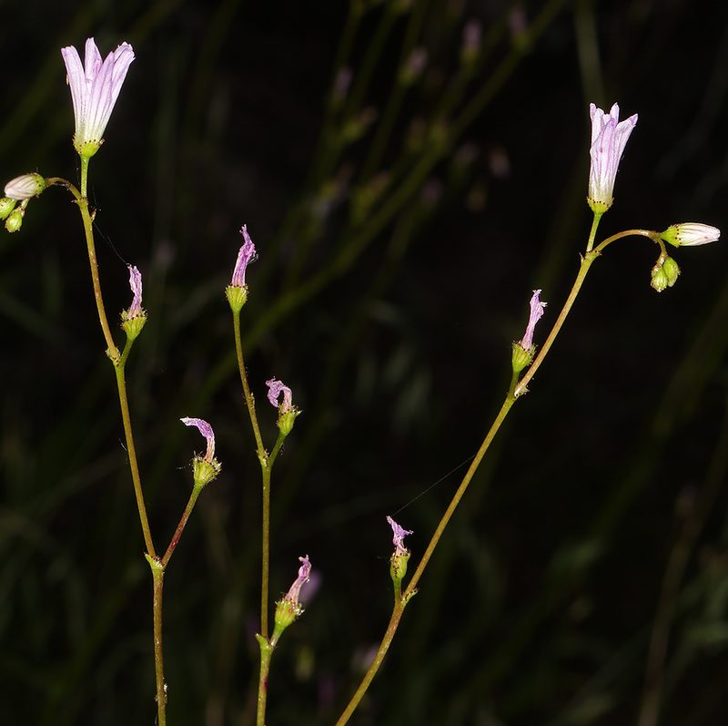 Lewisia congdonii, photographed by Steve Matson